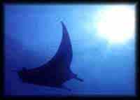 Manta Ray (not from railay beach- from live aboard trip)