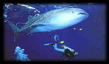 whale sharks Phi Phi- diving around krabi thailand