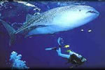 Diving Railay Beach
