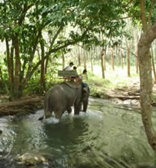 elephants in the jugle around Ao Nang