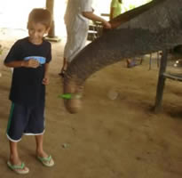 The elephants love food..