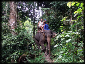 Elephant treckking Railay 